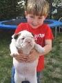Bulldog inglês cachorros para adopção
